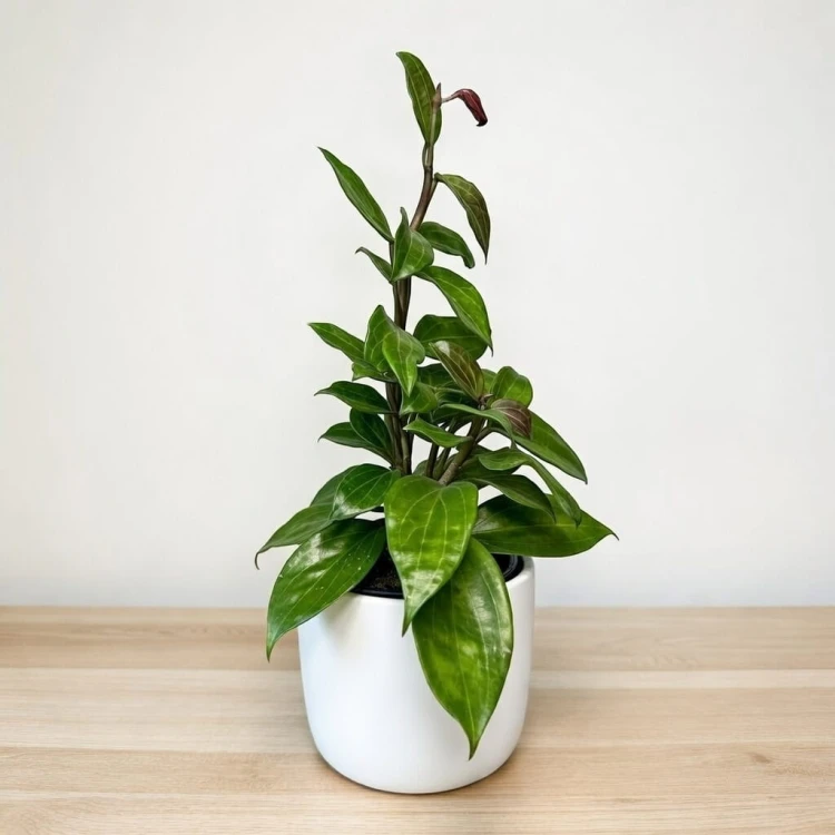Hoya Merrillii Hoja P11 #2