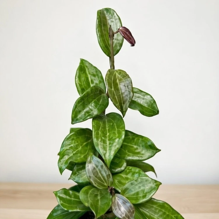 Hoya Merrillii Hoja P11 #3