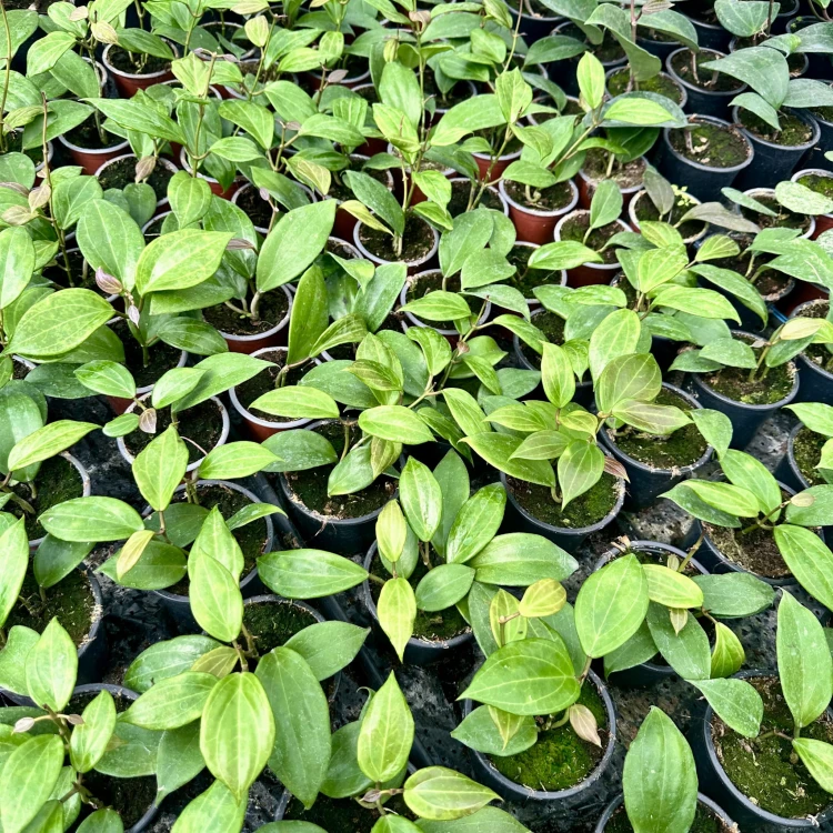 Hoya Merrillii Hoja P11 #5