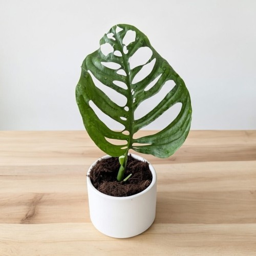 Monstera Esqueleto P12 #1