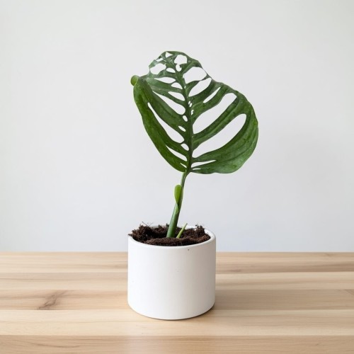 Monstera Esqueleto P12 #2