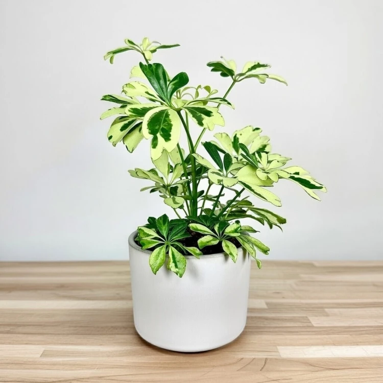 Schefflera Janine Szeflera P9 #3