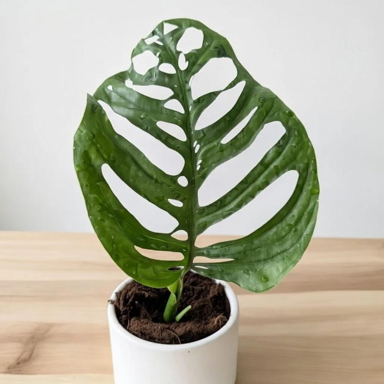 Monstera Esqueleto P12 #3