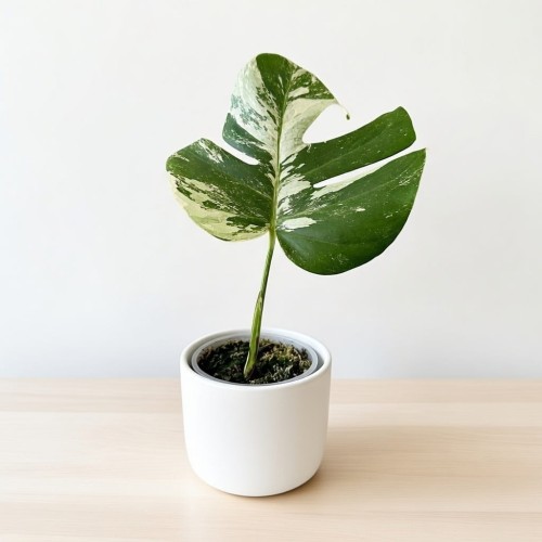 Monstera deliciosa Variegata #1