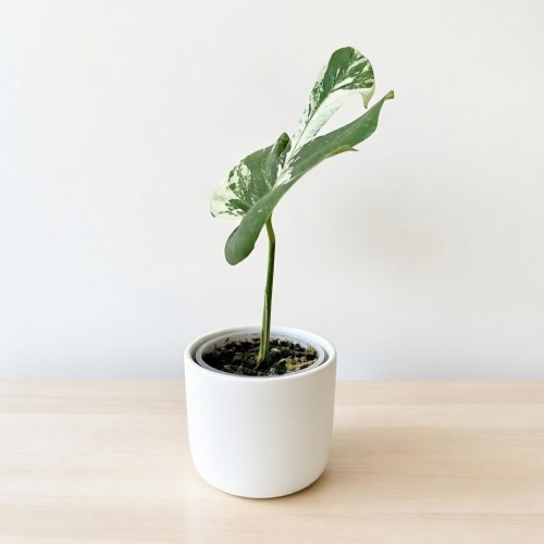 Monstera deliciosa Variegata #2