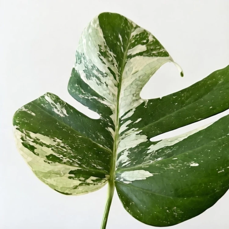 Monstera deliciosa Variegata #3