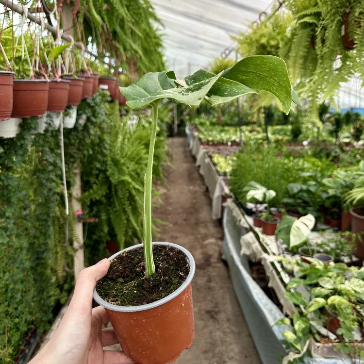 Monstera deliciosa Variegata #5