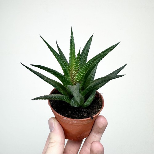Haworthia Haworsja #1