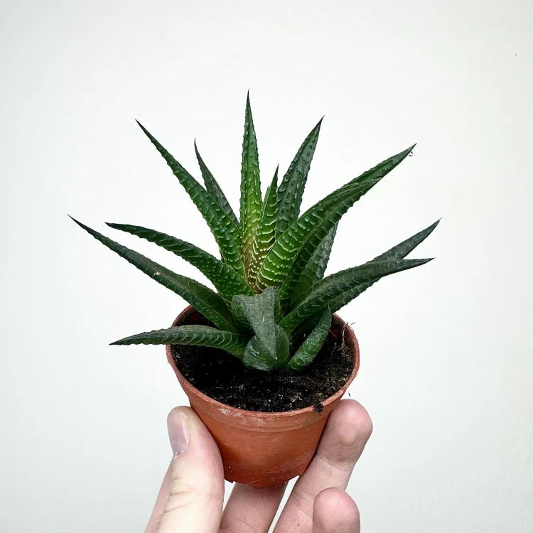 Haworthia Haworsja #1