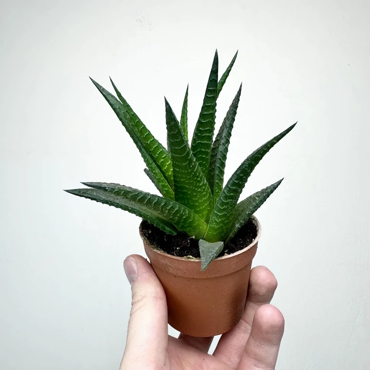 Haworthia Haworsja #2