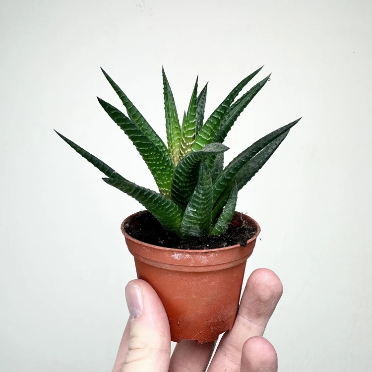 Haworthia Haworsja #3