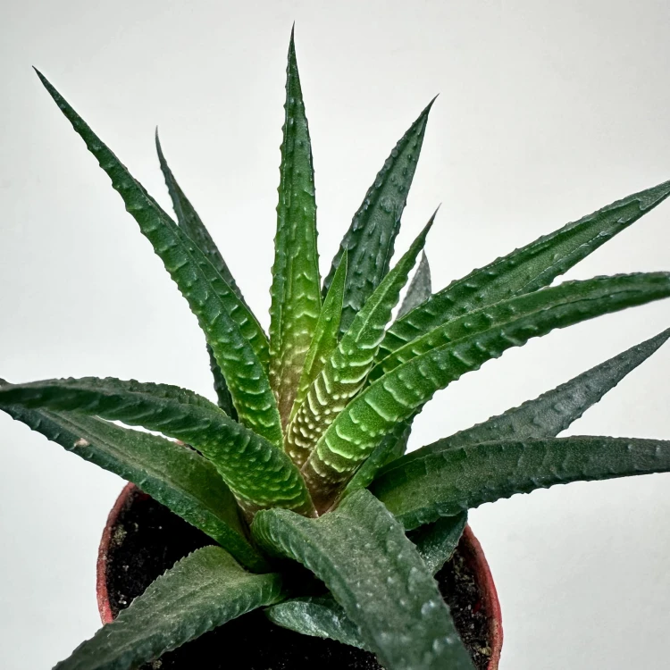 Haworthia Haworsja #4