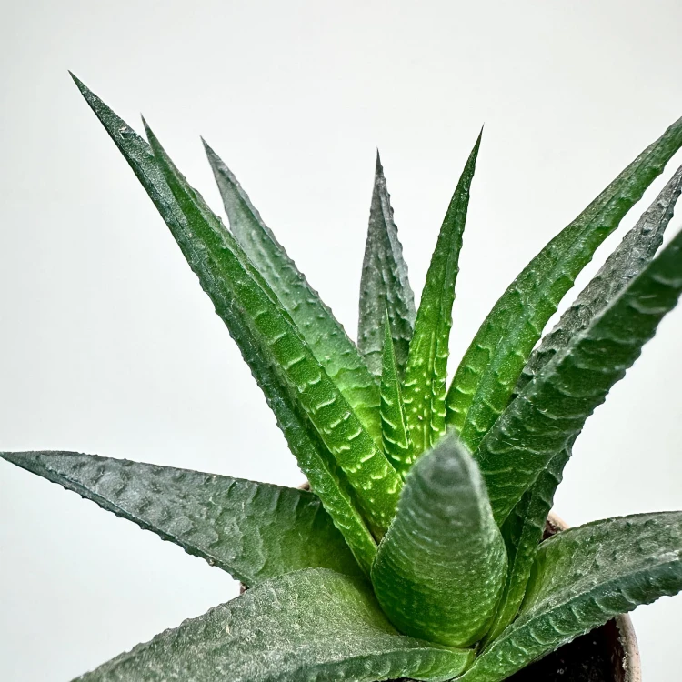 Haworthia Haworsja #5