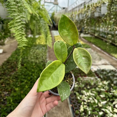 Hoya Majic Hoja P9 #2