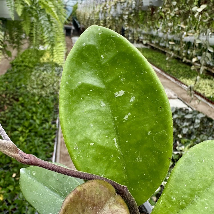 Hoya Majic Hoja P9 #3