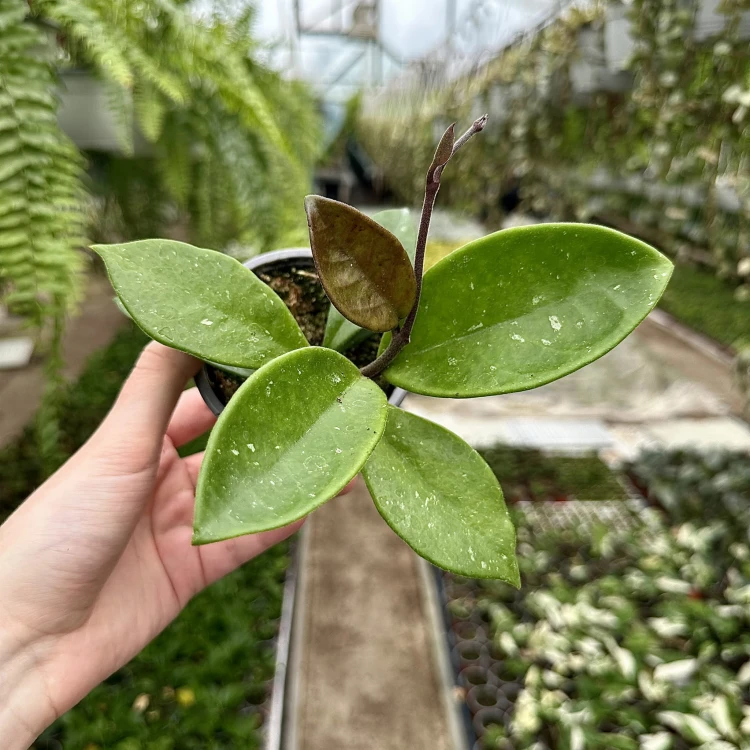Hoya Majic Hoja P9 #4