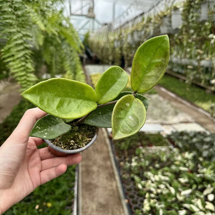 Hoya Majic Hoja P9 #5