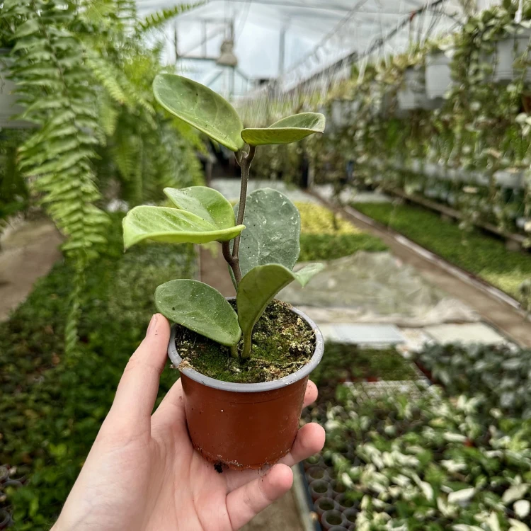 Hoya Majic Hoja P9 #6