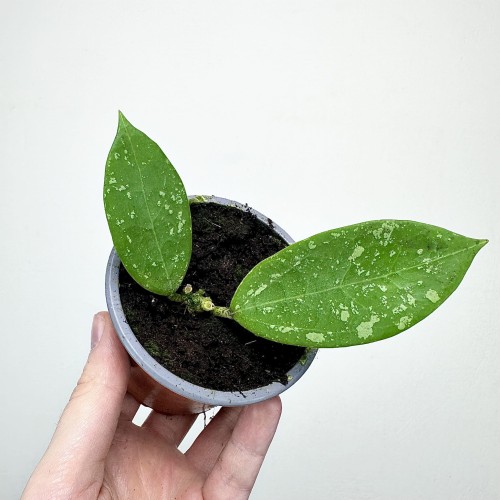 Hoya verticillata Hoja P9 #2