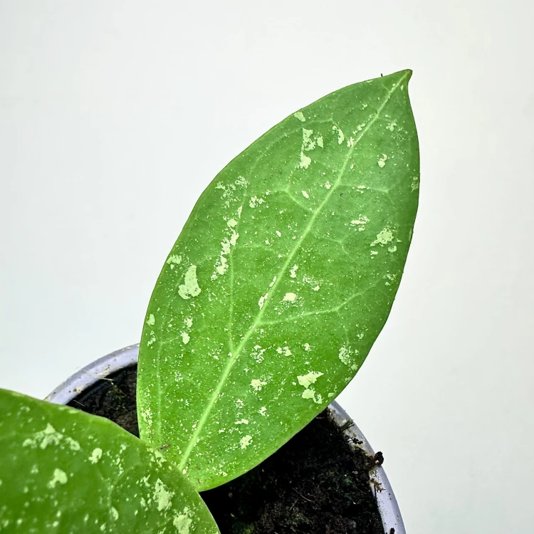 Hoya verticillata Hoja P9 #3