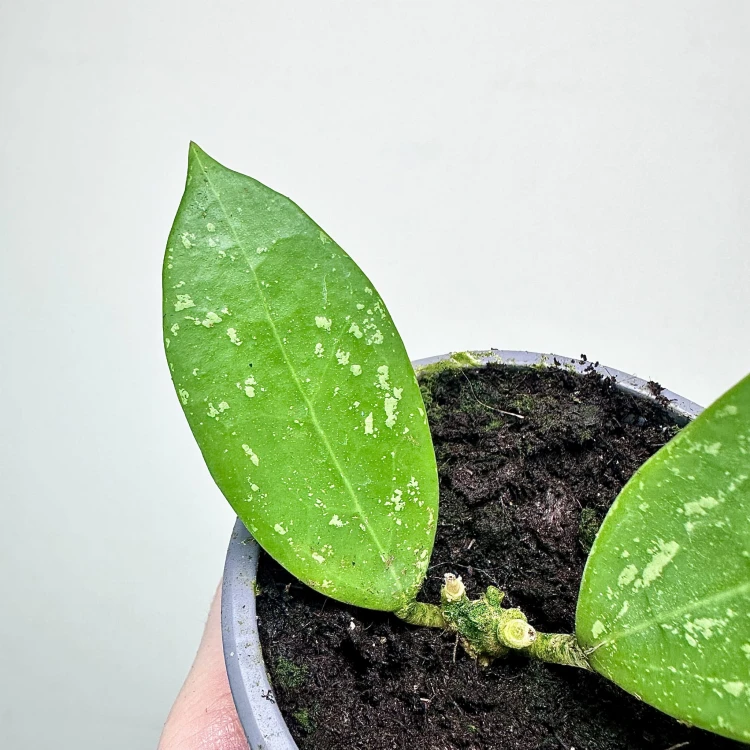 Hoya verticillata Hoja P9 #4
