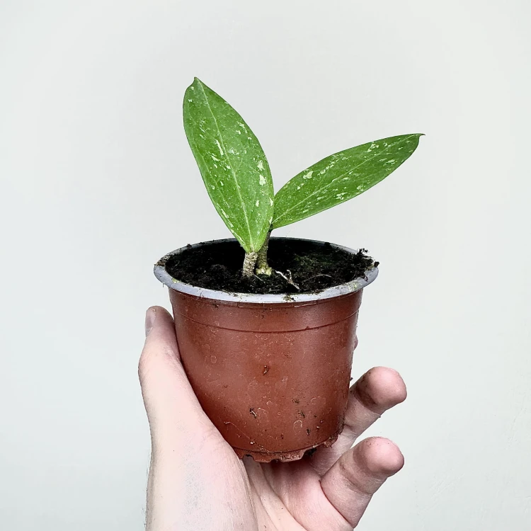 Hoya verticillata Hoja P9 #5