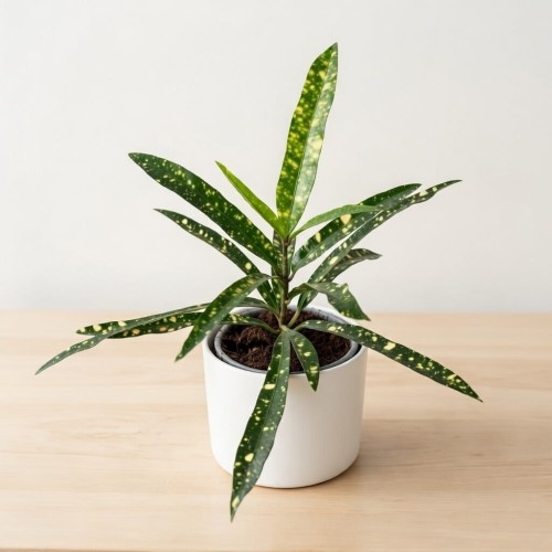 Kroton Gold Star Codiaeum P9 #1