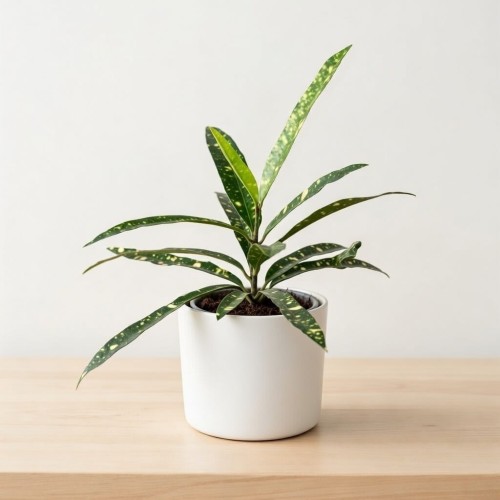 Kroton Gold Star Codiaeum P9 #2