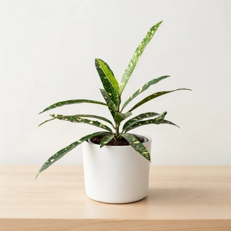 Kroton Gold Star Codiaeum P9 #2