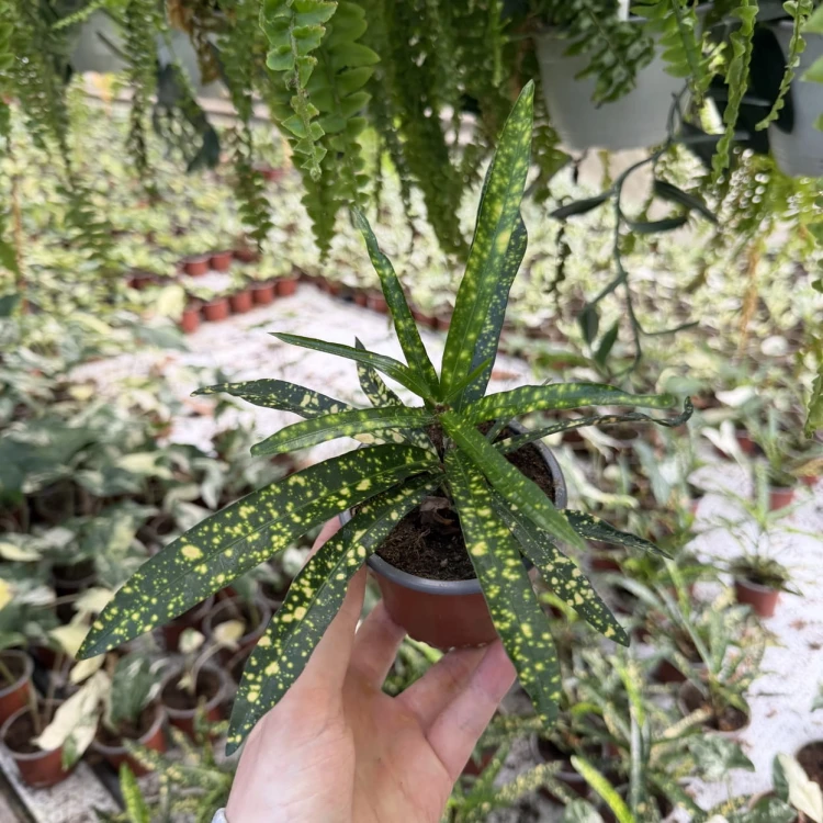Kroton Gold Star Codiaeum P9 #6