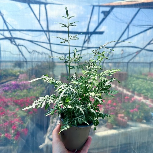 Paproć Pteris Evergemiensis #1