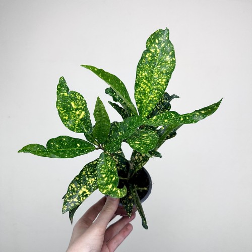 Kroton Gold Sun Codiaeum P9 #2