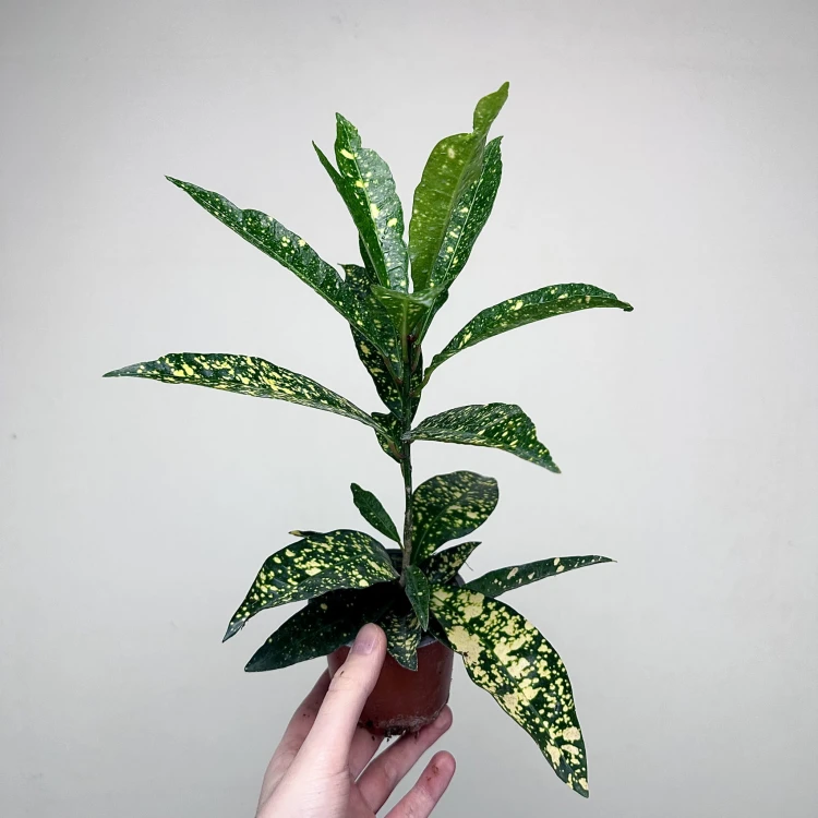 Kroton Gold Sun Codiaeum P9 #3