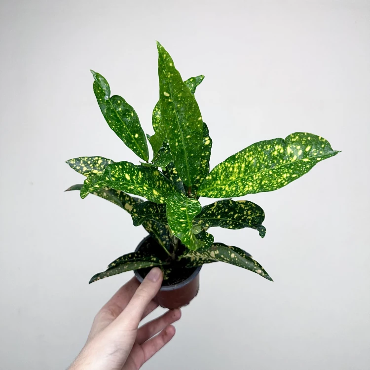 Kroton Gold Sun Codiaeum P9 #4