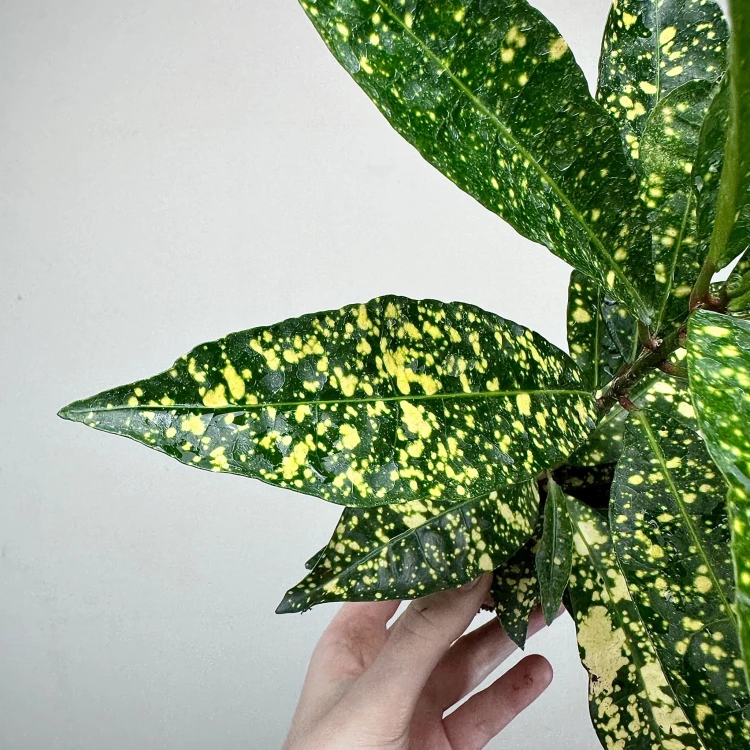 Kroton Gold Sun Codiaeum P9 #5