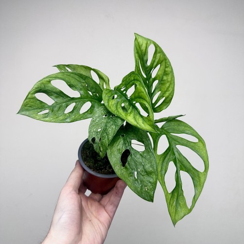Monstera adansonii Mint P9 #1