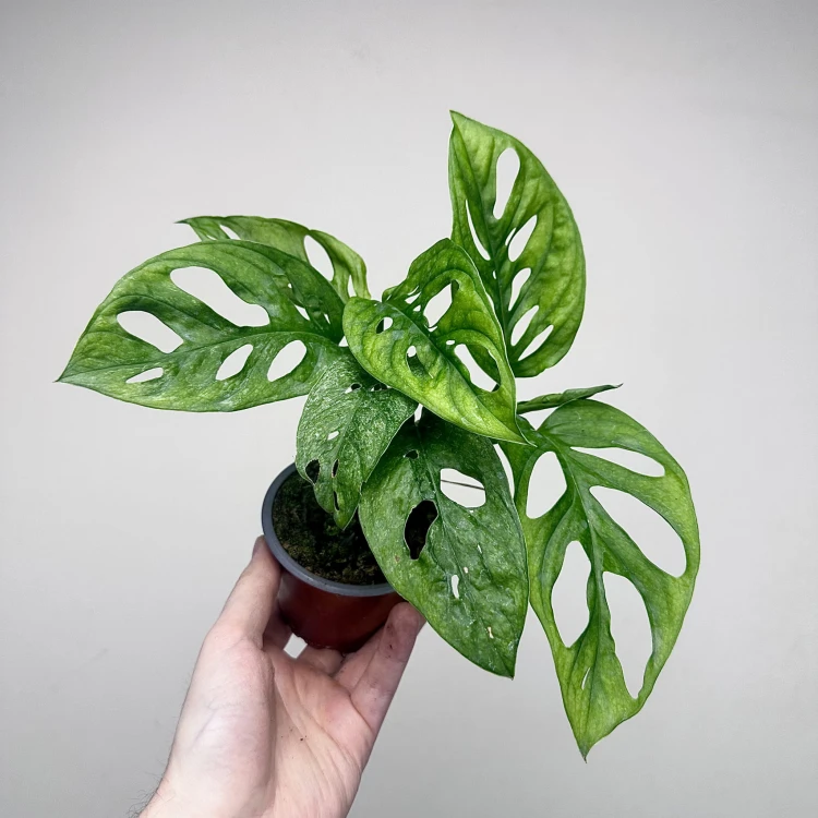 Monstera adansonii Mint P9 #1