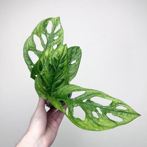 Monstera adansonii Mint P9 #2