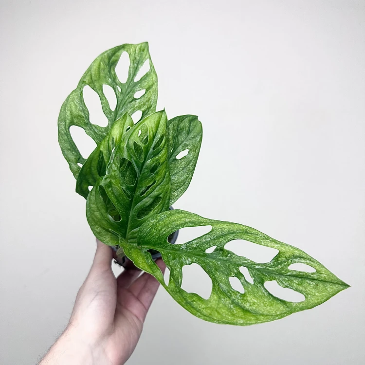 Monstera adansonii Mint P9 #2