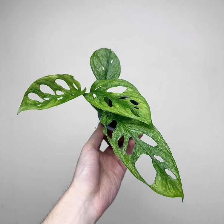 Monstera adansonii Mint P9 #3