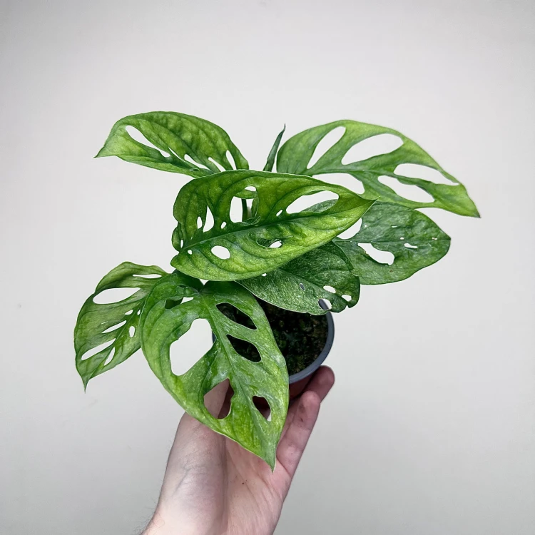 Monstera adansonii Mint P9 #4