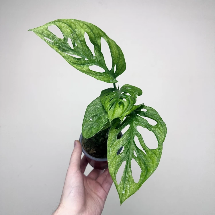 Monstera adansonii Mint P9 #5
