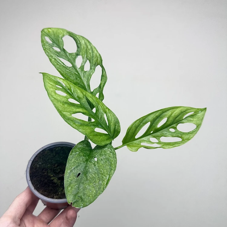 Monstera adansonii Mint P9 #6