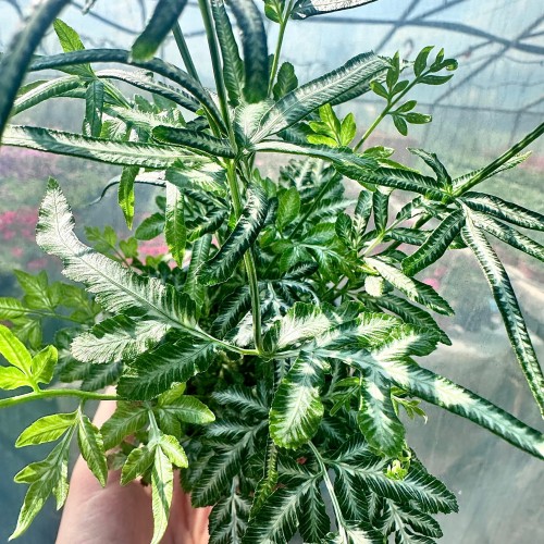Paproć Pteris Evergemiensis #2