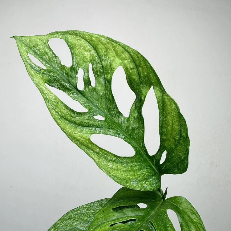 Monstera adansonii Mint P9 #7