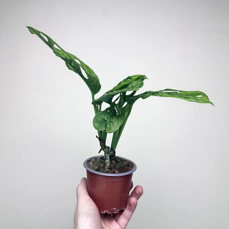 Monstera adansonii Mint P9 #8