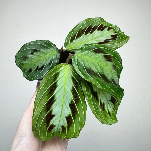 Maranta Black P9 #1