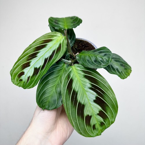 Maranta Black P9 #2