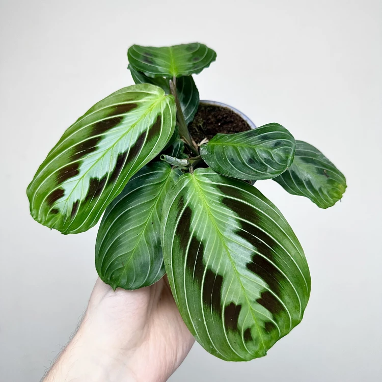 Maranta Black P9 #2