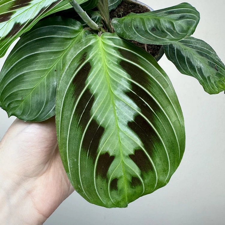 Maranta Black P9 #3